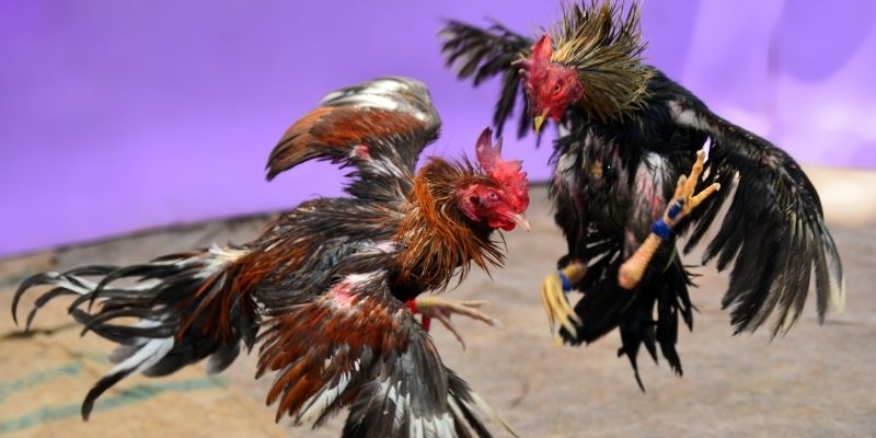 mcw 87 KM Game Bài 3d