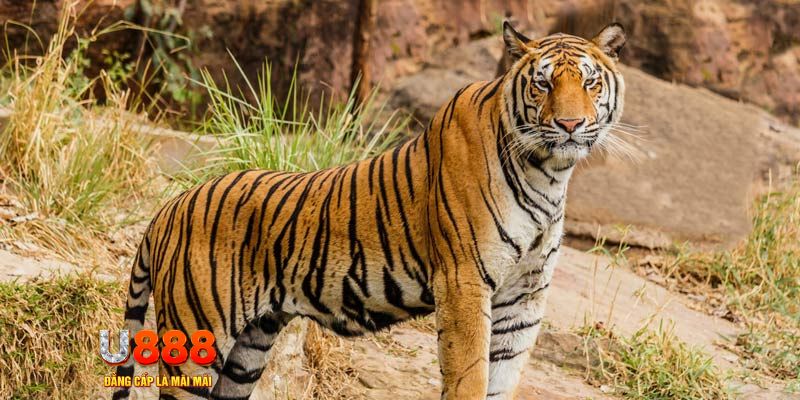 mcw 87 game nổ hủ máy bay