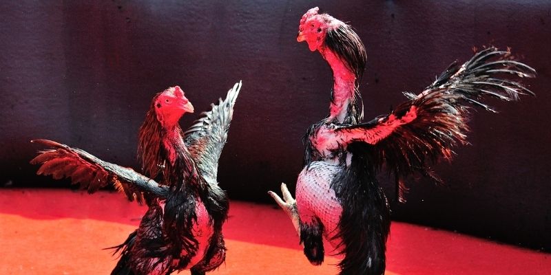 mcw 87 thị trường baccarat là gì