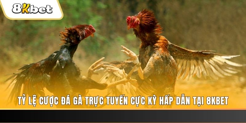 mcw 87 c1 gà chọi