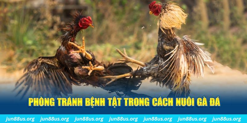 mcw 87 đăng nhập phỏm online